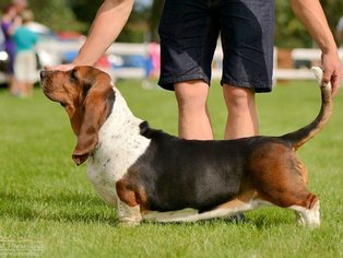 Deméter od Rybníka Stráž